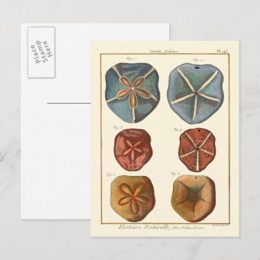 Carte Postale Gemmes Dollars De Sable (Devant / Derrière)