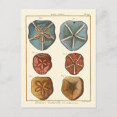 Carte Postale Gemmes Dollars De Sable (Devant)