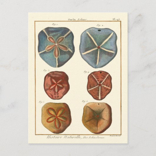 Carte Postale Gemmes Dollars De Sable (Devant)