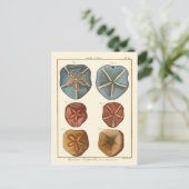 Carte Postale Gemmes Dollars De Sable (Debout devant)