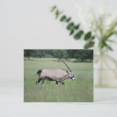 Carte Postale Gemsbok antilope (Debout devant)