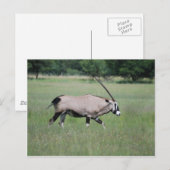 Carte Postale Gemsbok antilope (Devant / Derrière)