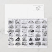 Carte Postale Genera of Shells jigsaw, pub. par W. Edwards (Devant / Derrière)