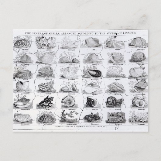 Carte Postale Genera of Shells jigsaw, pub. par W. Edwards (Devant)