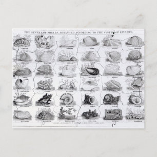 Carte Postale Genera of Shells jigsaw, pub. par W. Edwards