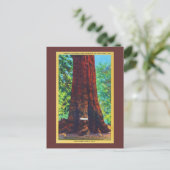 Carte Postale "Général Sherman", 5000 Ans, Big Trees Park (Debout devant)