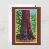 Carte Postale "Général Sherman", 5000 Ans, Big Trees Park (Devant / Derrière)