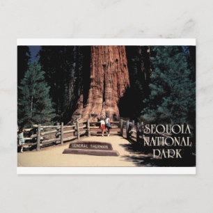Carte Postale Général Sherman Parc national de Sequoia Vintage