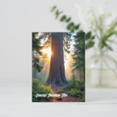 Carte Postale Général Sherman Tree - Californie (Debout devant)