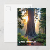 Carte Postale Général Sherman Tree - Californie (Devant / Derrière)