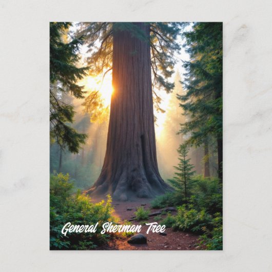 Carte Postale Général Sherman Tree - Californie (Devant)