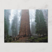 Carte Postale Général Sherman Tree, Sequoia, CA (Devant)
