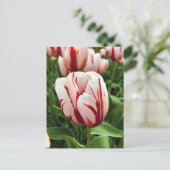 Carte Postale Génération Joyeuse Tulipe, Oregon (Debout devant)