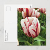 Carte Postale Génération Joyeuse Tulipe, Oregon (Devant / Derrière)