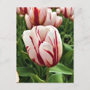 Carte Postale Génération Joyeuse Tulipe, Oregon