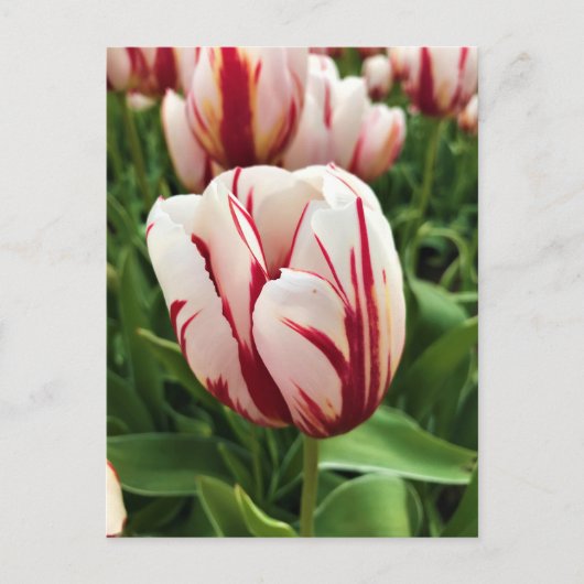 Carte Postale Génération Joyeuse Tulipe, Oregon (Devant)