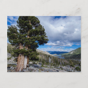 Carte Postale Genévrier de la Sierra et arbres à feuilles persis