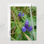Carte postale Gentian fermée (Devant / Derrière)
