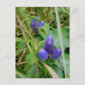 Carte postale Gentian fermée (Devant)