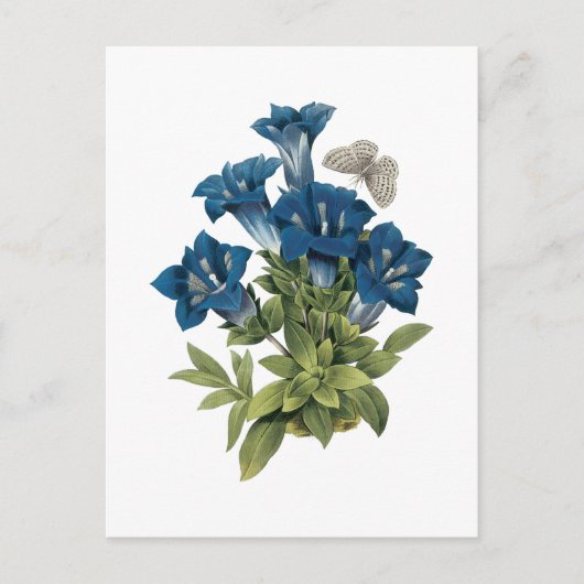 Carte Postale gentian(Gentianae acaulis) par Redouté (Devant)
