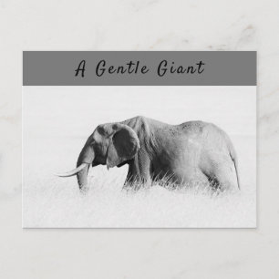 Carte Postale Gentle Giant Elephant haute clé photo avec texte