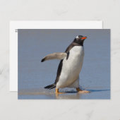 Carte postale Gentoo Paddle (Devant / Derrière)