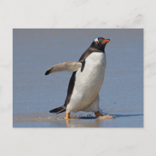 Carte postale Gentoo Paddle