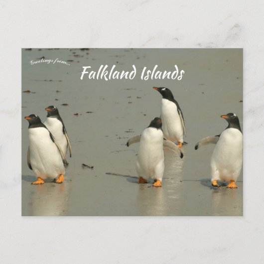 Carte Postale Gentoo Penguins Berthas Beach Falkland Islands (Devant)