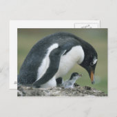 Carte Postale Gentoo Penuin, (Pygoscelis papua), Falkland (Devant / Derrière)