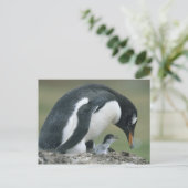 Carte Postale Gentoo Penuin, (Pygoscelis papua), Falkland (Debout devant)