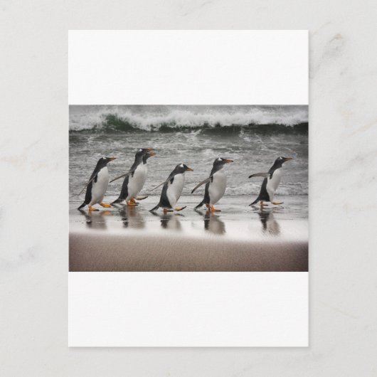 Carte Postale Gentoos on the beach (Devant)
