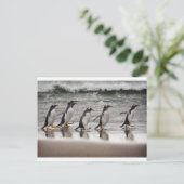 Carte Postale Gentoos on the beach (Debout devant)