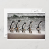 Carte Postale Gentoos on the beach (Devant / Derrière)