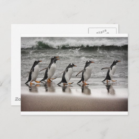 Carte Postale Gentoos on the beach (Devant / Derrière)