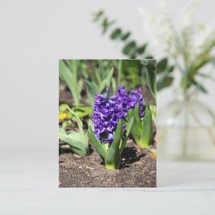 Carte Postale Géocinthe bleue au printemps 