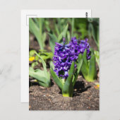 Carte Postale Géocinthe bleue au printemps  (Devant / Derrière)