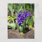 Carte Postale Géocinthe bleue au printemps  (Devant)