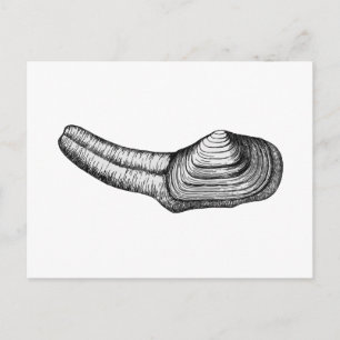 Carte Postale Géoduck Clam (illustration en noir et blanc)