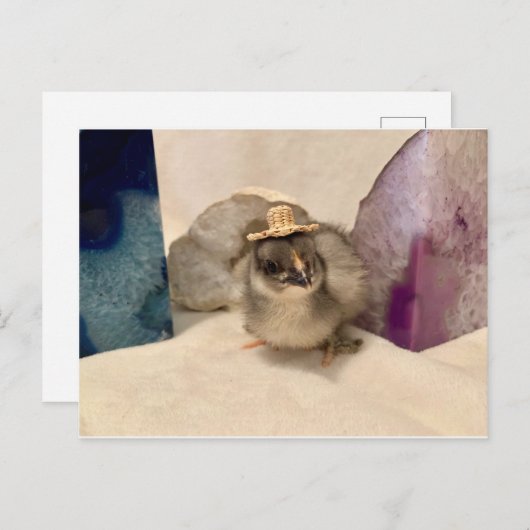 Carte Postale Geodude (Devant / Derrière)