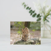 Carte Postale geoffroy-cat-020 (Debout devant)