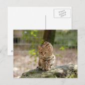 Carte Postale geoffroy-cat-020 (Devant / Derrière)