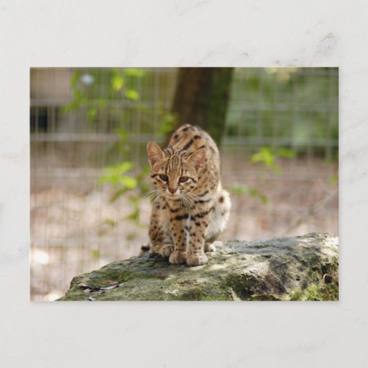 Carte Postale geoffroy-cat-020 (Devant)
