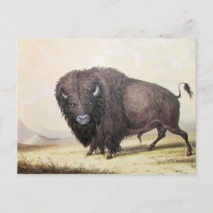 Carte Postale George Catlin - Bull Buffalo