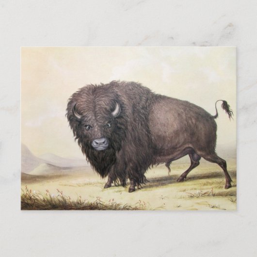 Carte Postale George Catlin - Bull Buffalo (Devant)