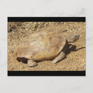 Carte Postale George la tortue du désert