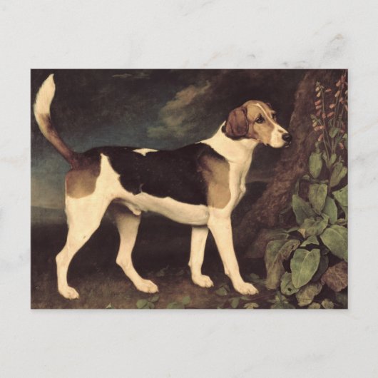 Carte Postale George Stubbs | Ringwood, un Brocklesby Foxhound, (Devant)