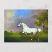 Carte Postale George Stubbs - Un Cheval Gris (Devant)