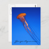 Carte Postale Georgia Aquarium Jellyfish (Devant / Derrière)