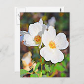 Carte Postale Georgia Cherokee Rose (Devant / Derrière)