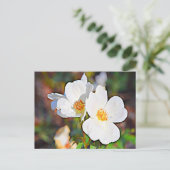 Carte Postale Georgia Cherokee Rose (Debout devant)